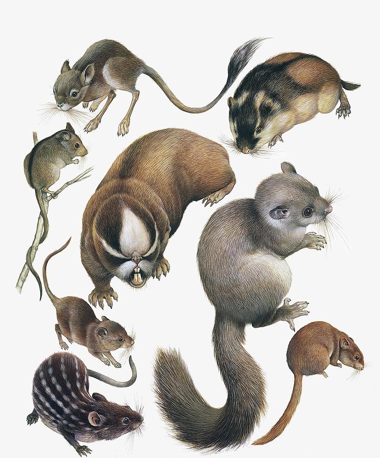 Wildlife Photograph - Rodents, Drawing by De Agostini Picture Library
