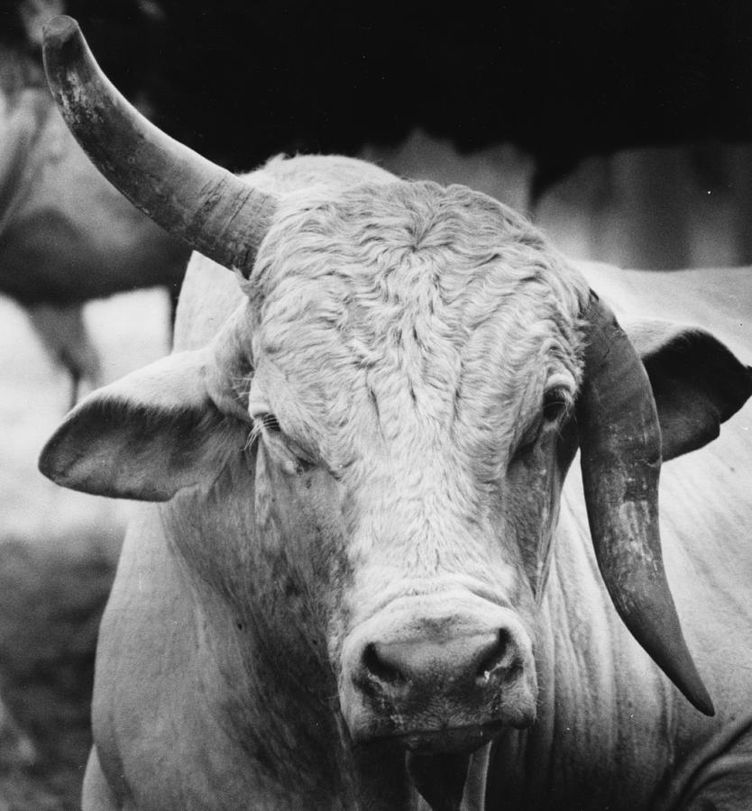 Rodeo Bull Photograph by Retro Images Archive