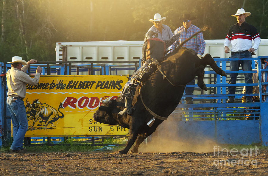 Bull Photograph - Rodeo Bull Riding by Bob Christopher