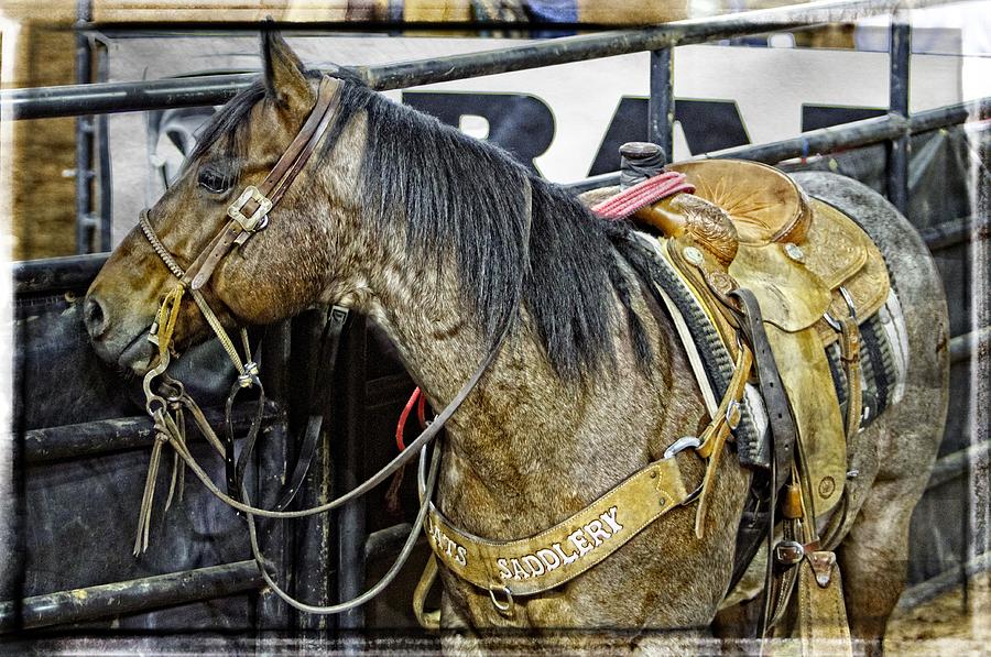 Rodeo Horse Two Photograph by Alice Gipson