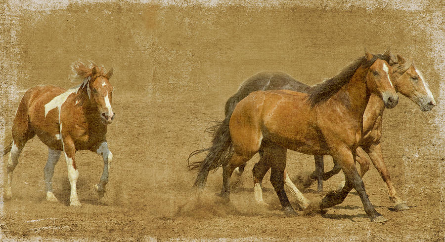 Rodeo Horses Photograph by Rebecca Cozart