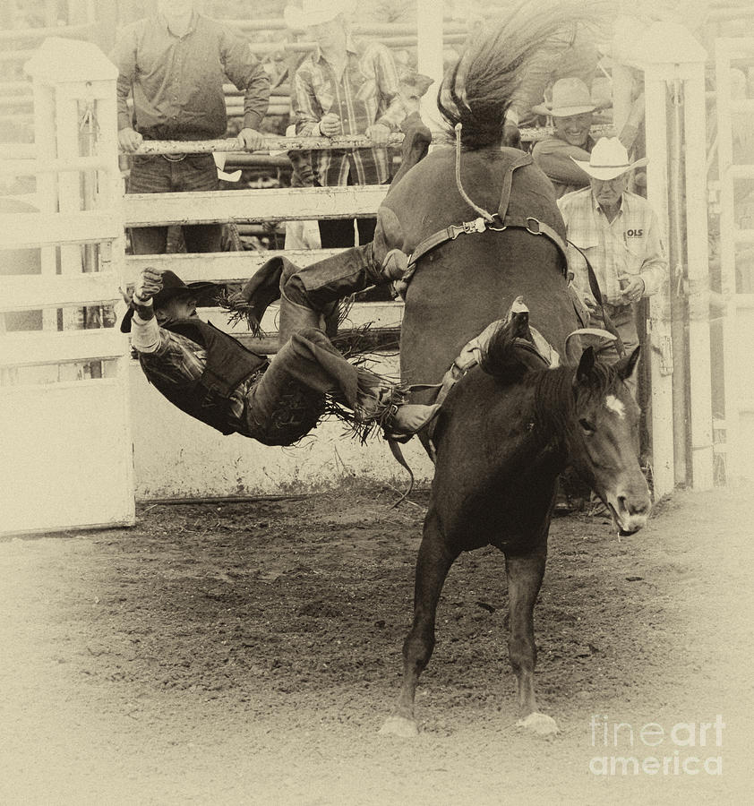 Rodeo Learning to Fly Photograph by Bob Christopher
