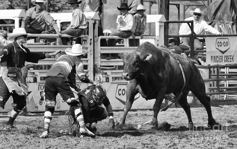 Bull Photograph - Rodeo Mexican Standoff by Bob Christopher
