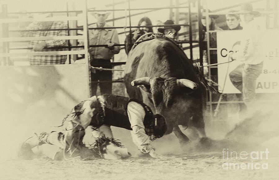 Bull Photograph - Rodeo Prepared To Be Punished by Bob Christopher