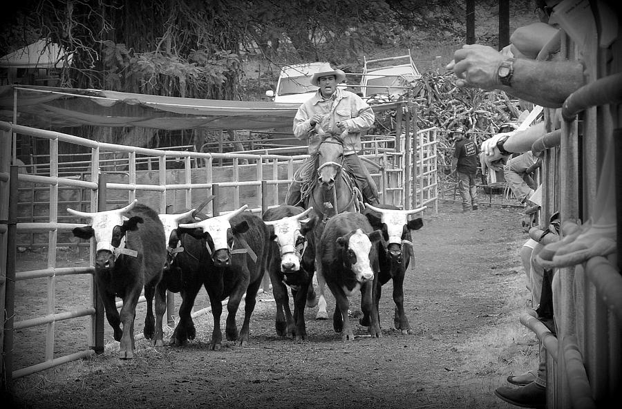 Cow Photograph - Rodeo Roundup by Lori Seaman