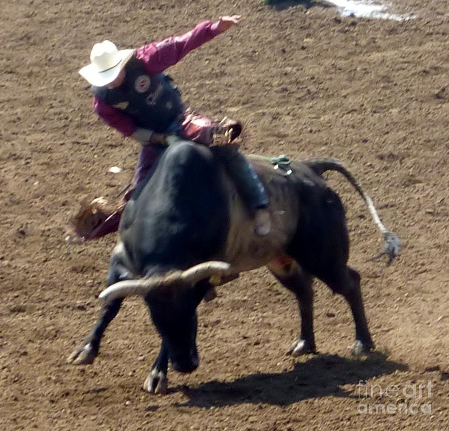 Rodeo Time Cowboy Hanging On Bull Photograph by Susan Garren