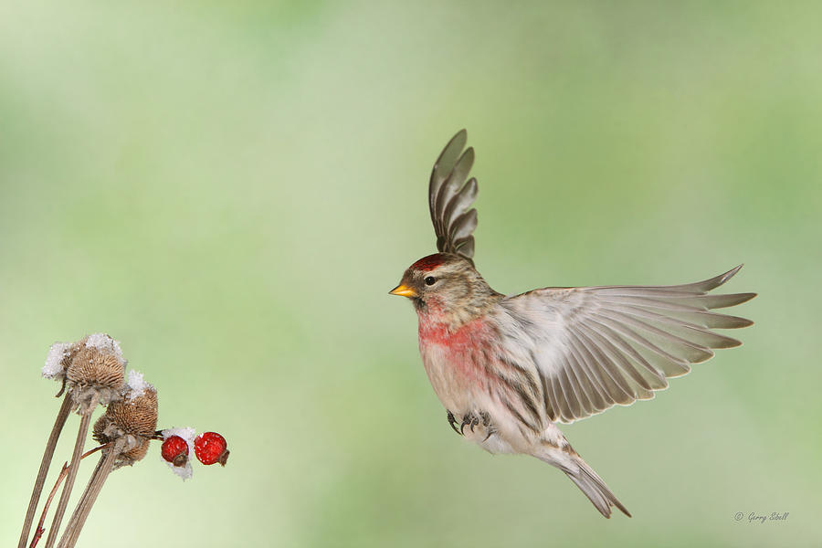 Rodney the Redpoll Photograph by Gerry Sibell