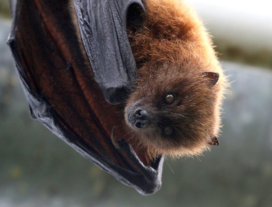 Rodrigues Flying Fox Photograph by Ger Bosma