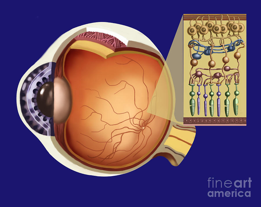 Rods And Cones Photograph by Spencer Sutton Fine Art America