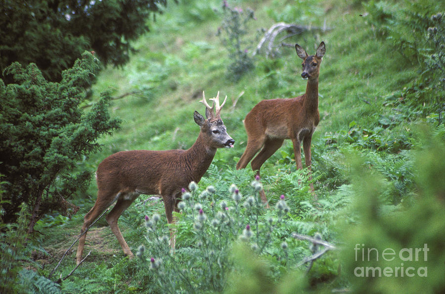 Roe buck and doe  #2 Photograph by Phil Banks