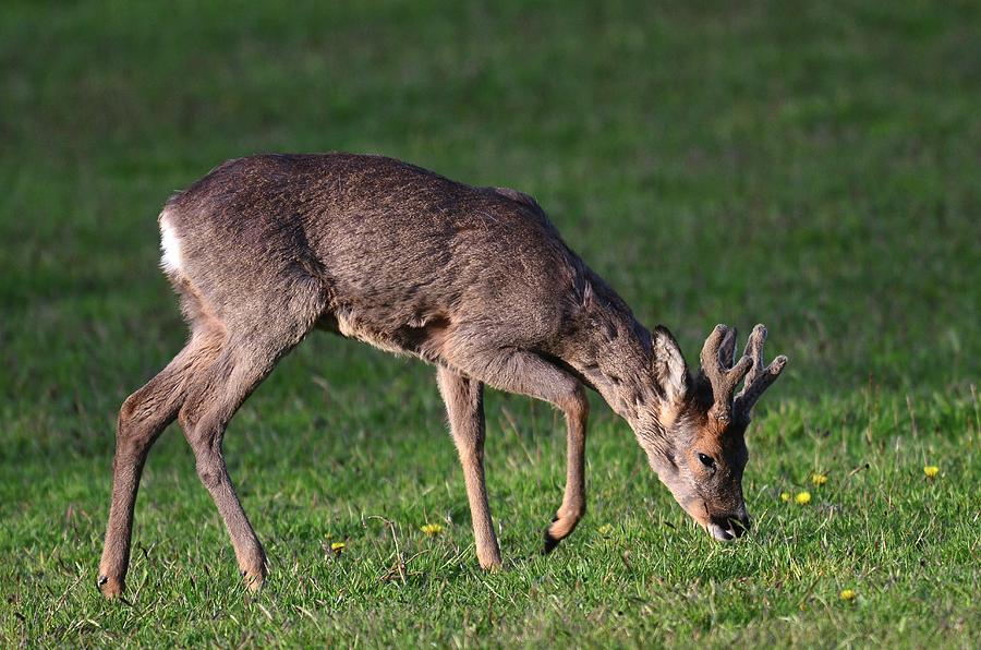 Roe Buck by Colin Varndell/science Photo Library