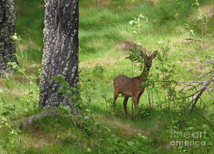 Roe Buck in June Photograph by Phil Banks