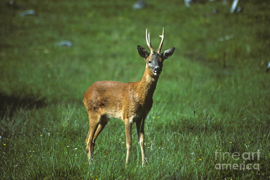 Roe buck on open grassland Photograph by Phil Banks