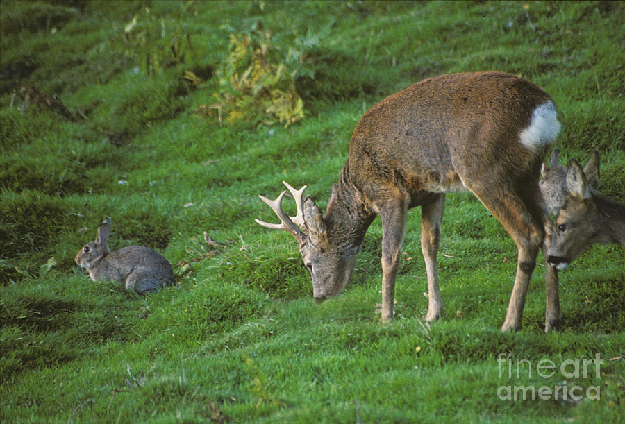 Roe deer and rabbits Photograph by Phil Banks