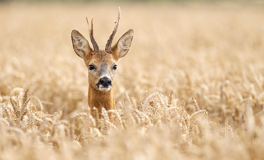 Roe deer buck Photograph by MarkBridger
