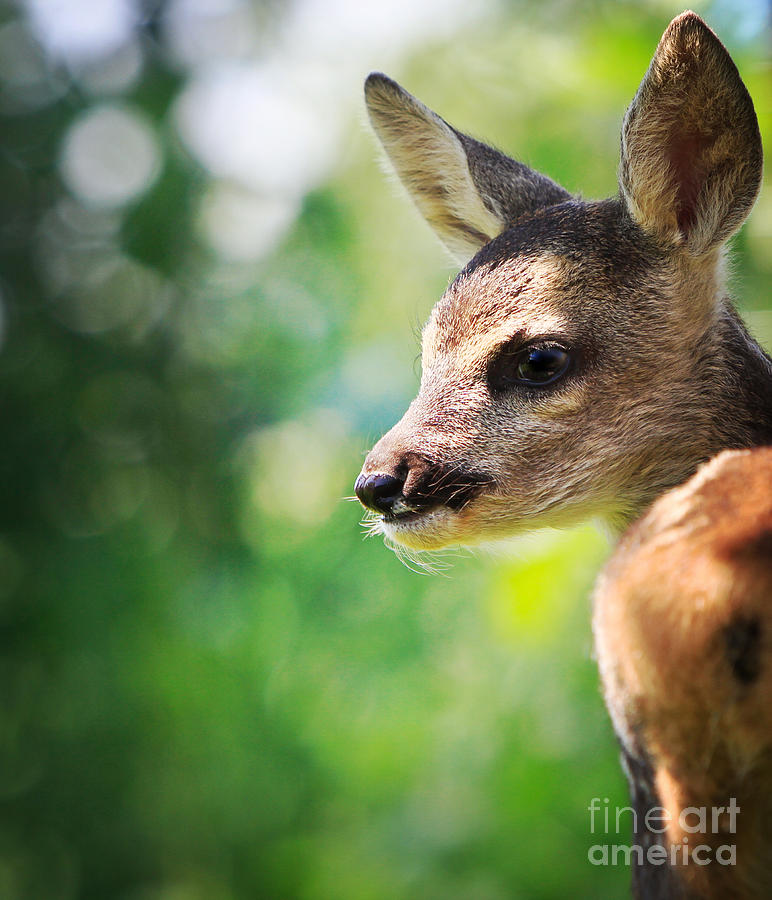 Roe Deer Photograph