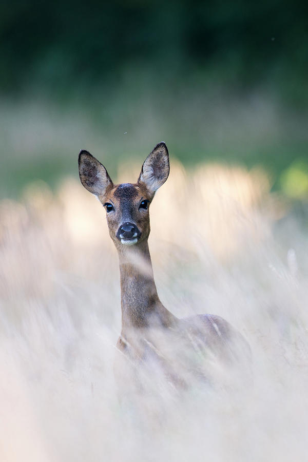 Roe Deer Doe On Alert Photograph by James Warwick