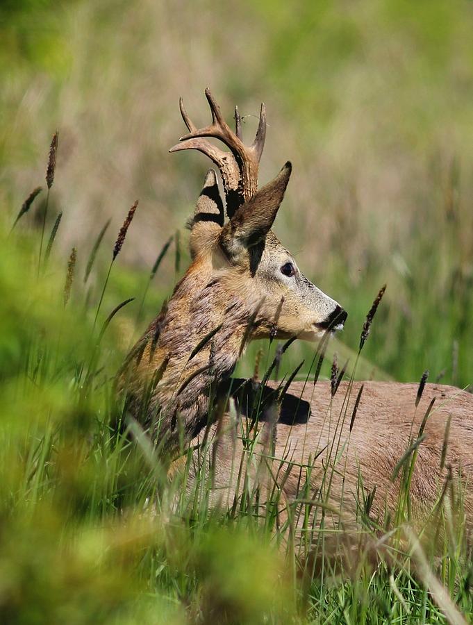 Roe Deer Photograph - Roe Deer by Dragomir Felix-bogdan