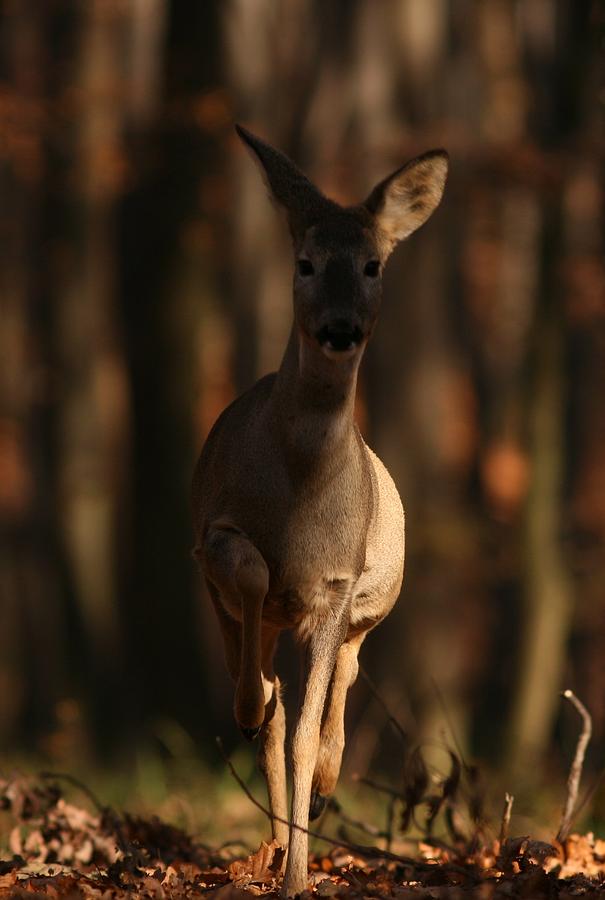 Roe Deer Female Photograph by Dragomir Felix-bogdan