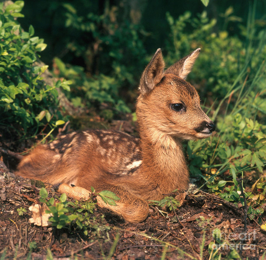 Deer Photograph - Roe Deer by Hans Reinhard