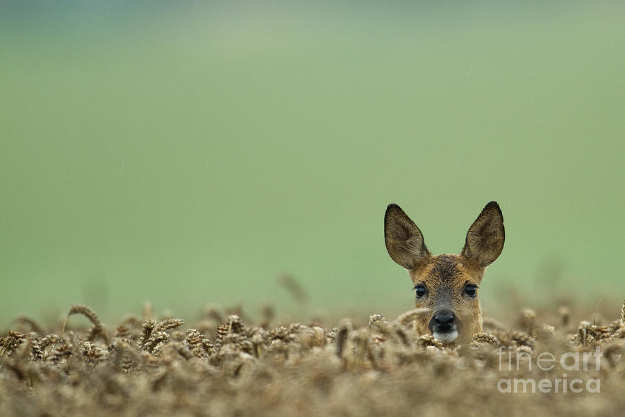 Roe Deer In A Field Photograph by Helmut Pieper