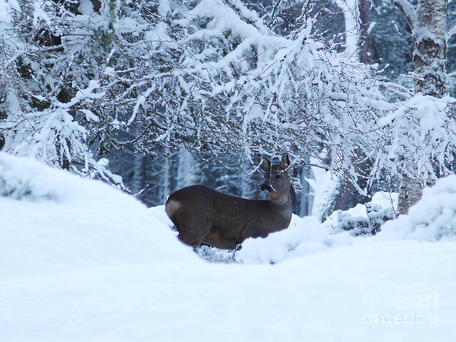 Roe Deer in Snow Photograph by Phil Banks