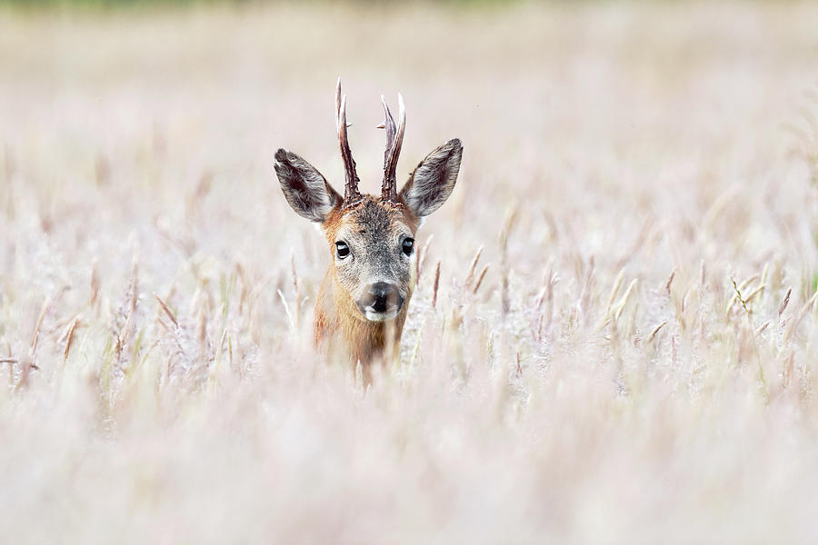 Roe Deer In Tall Grass Photograph by Dr P. Marazzi - Fine Art America