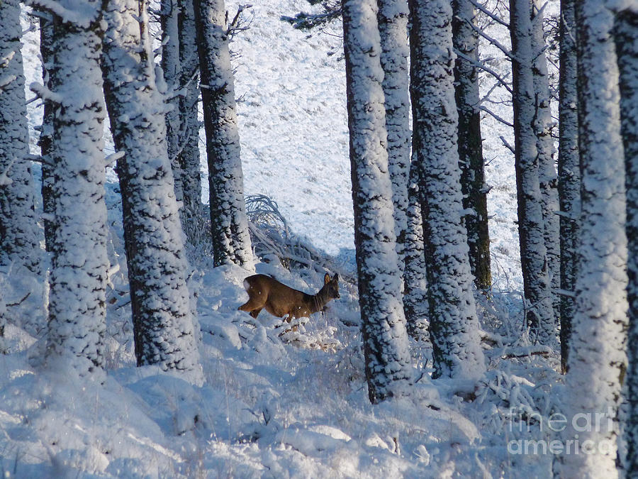 Deer Photograph - Roe deer - woodland snow by Phil Banks