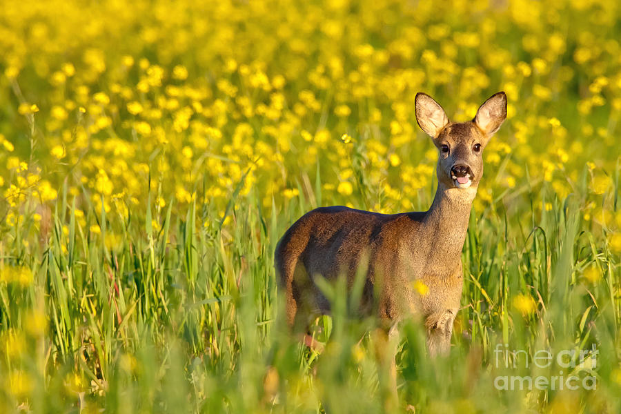 Roe Deer Photograph by Jean-Luc Baron