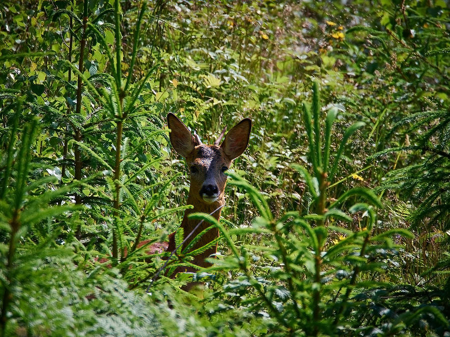 Roe deer Photograph by Jouko Lehto