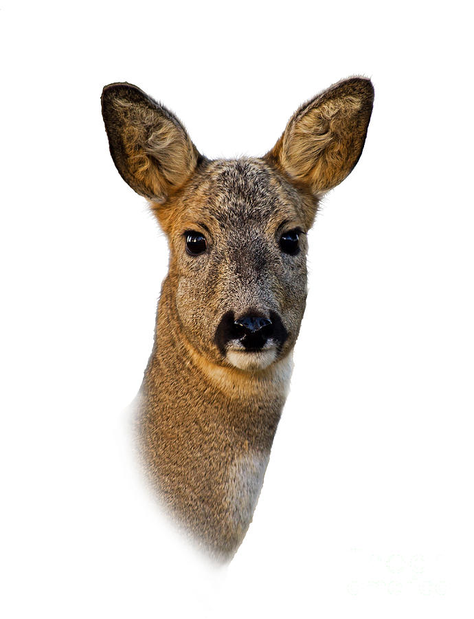 Roe Deer Portrait Photograph by Torbjorn Swenelius