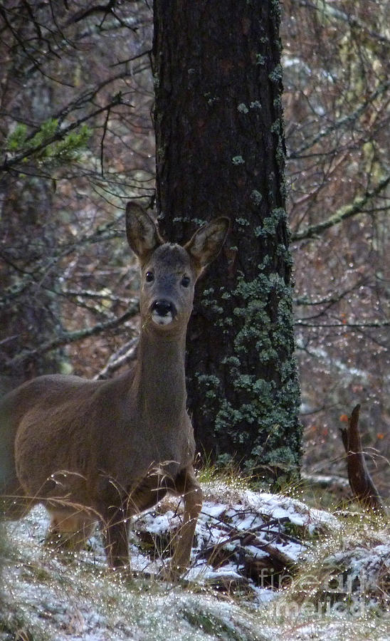 Roe Deer - Surprise Encounter Photograph by Phil Banks