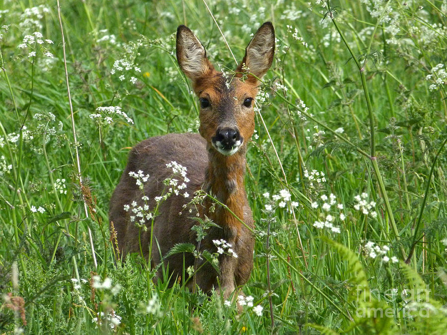 Roe Doe in early Summer Photograph by Phil Banks