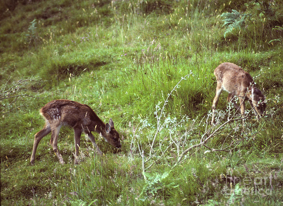 Roe fawns browsing Photograph by Phil Banks