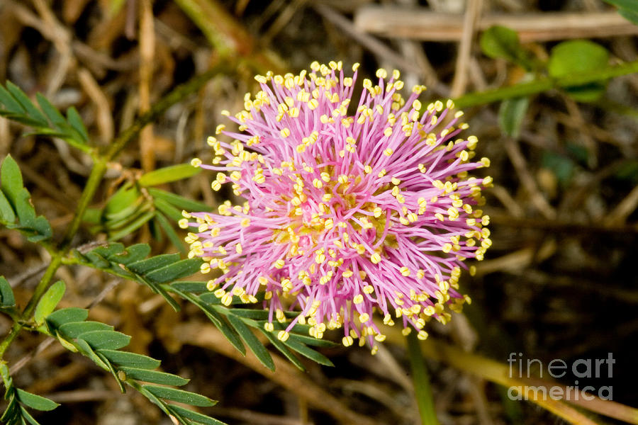 Flowers Still Life Photograph - Roemers Mimosa Mimosa Roemeriana by Gregory G. Dimijian