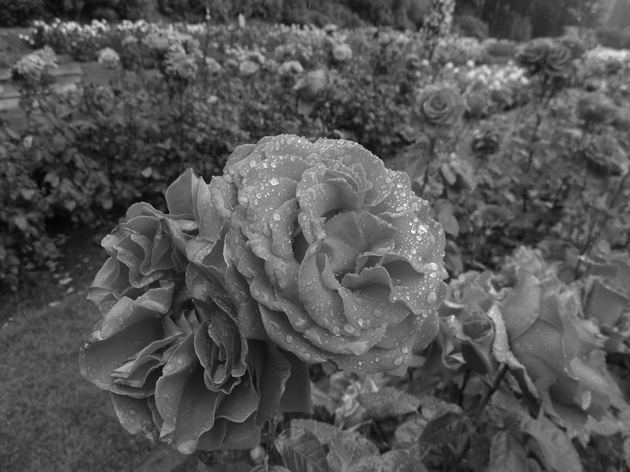 Portland Photograph - Roses in the Rain by HW Kateley