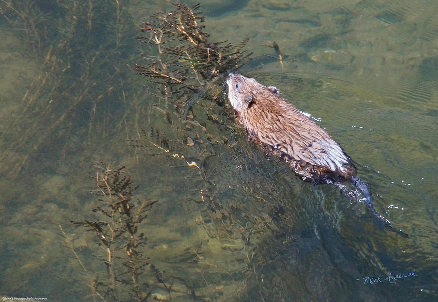 Cool Photograph - Rogue Muskrat by Mick Anderson