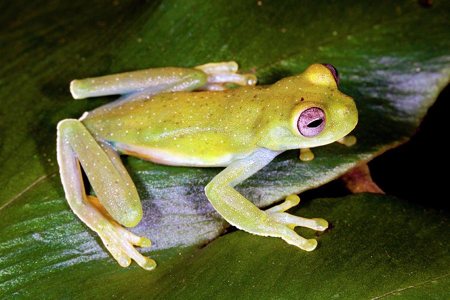 Rogue Treefrog Photograph by Dr Morley Read/science Photo Library