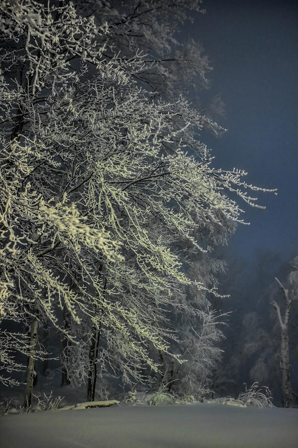 Rib Mountain State Park Flocked Trees Photograph by Dale Kauzlaric