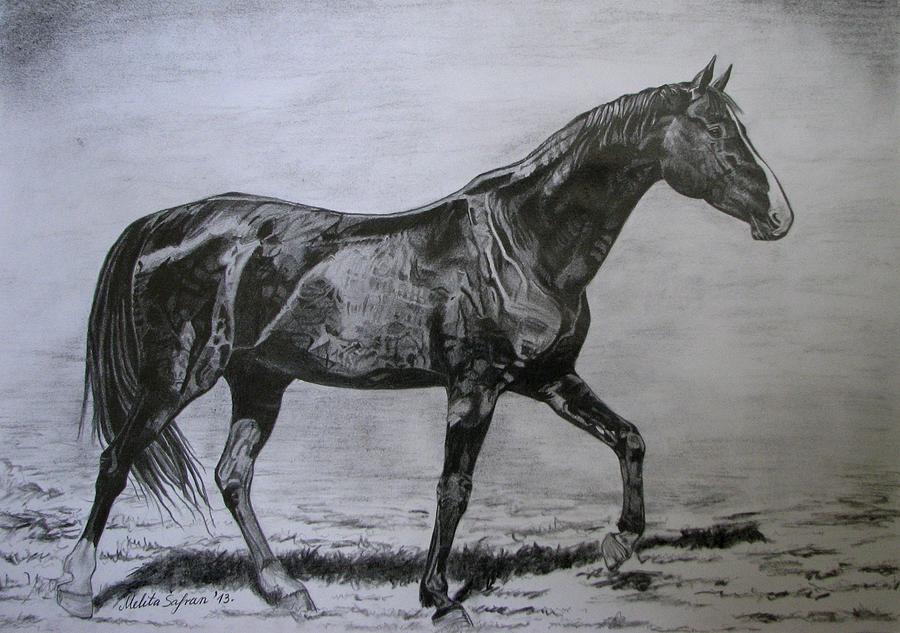 Horse Drawing - Roko by Melita Safran