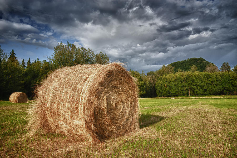 Roll in the Hay Photograph by Ghostwinds Photography