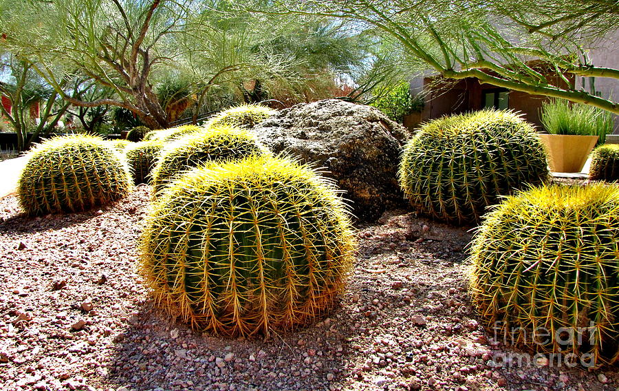 Cactus Photograph - Roll Out The Barrels by Marilyn Smith