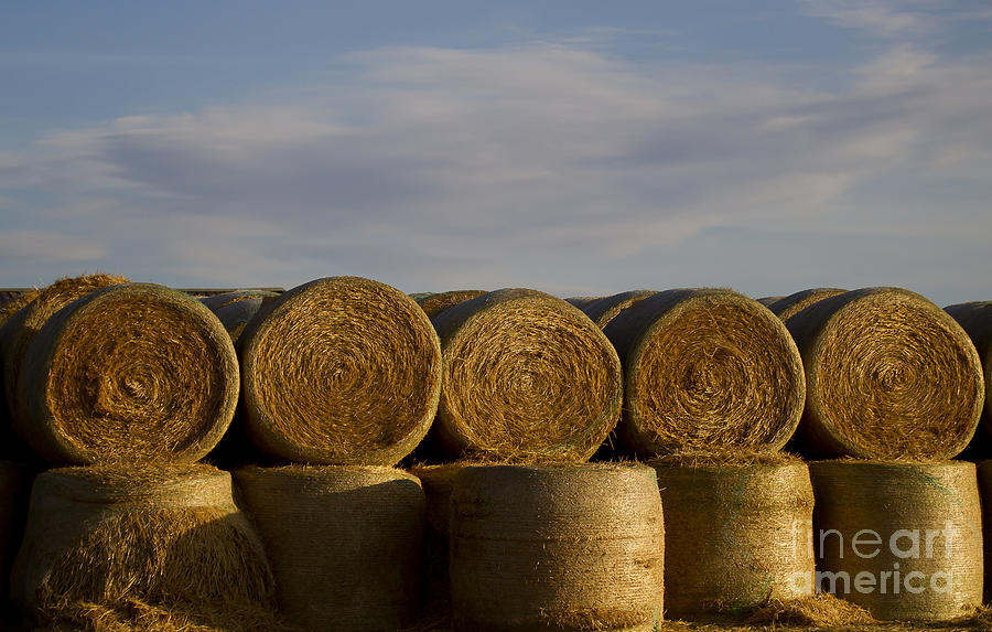 Rolled Hay   #1056 Photograph