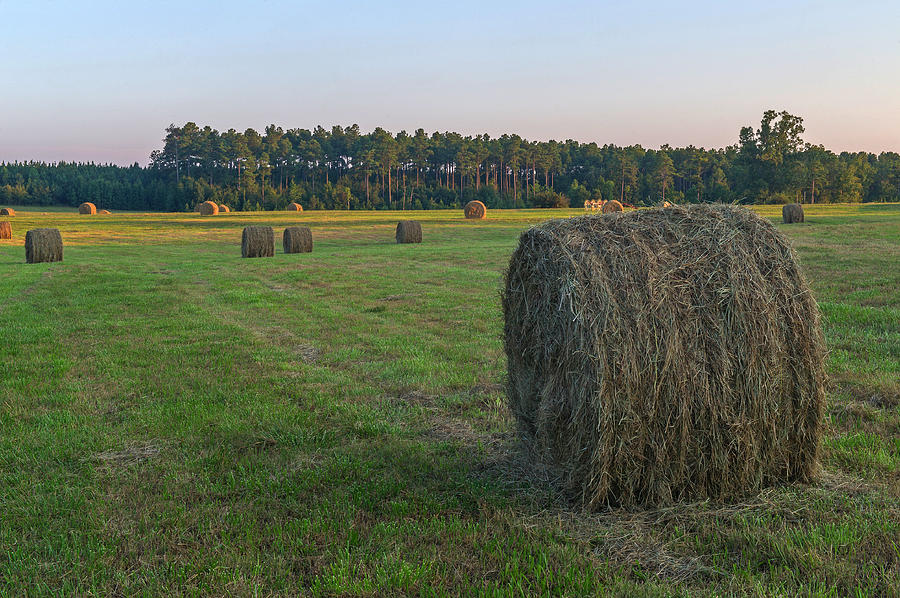 Rolled Hay at Sunset   Waterloo SC Photograph by Willie Harper