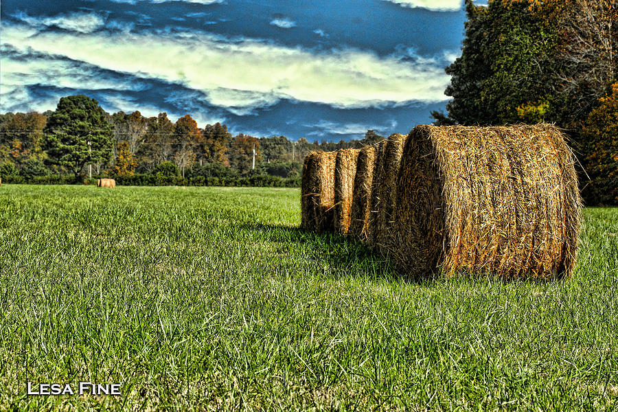 Tree Photograph - Rolled Hay Bales HDR Art by Lesa Fine