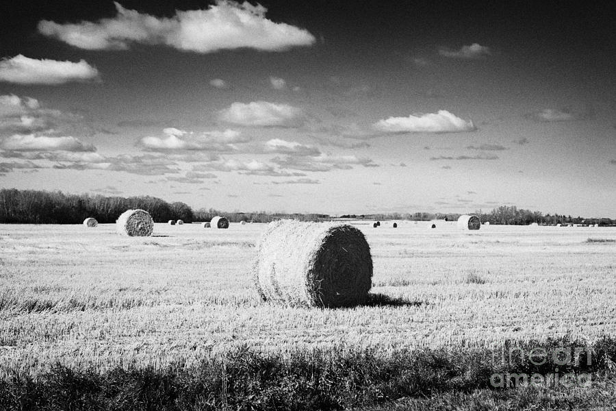 Landscape Photograph - rolled hay bales on the prairies after harvest Saskatchewan Canada by Joe Fox