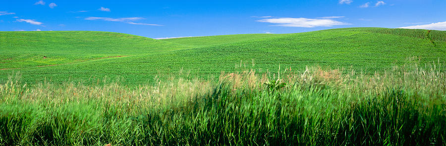 Nature Photograph - Rolling Green Hill, Palouse, Whitman by Panoramic Images