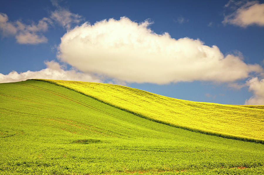 Spring Photograph - Rolling Hills Of Canola And Pea Fields by Terry Eggers