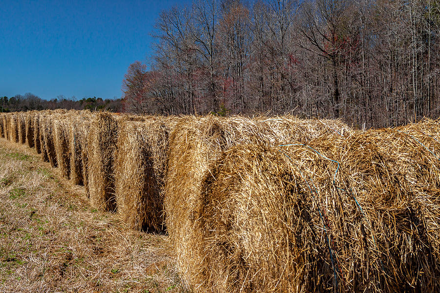 Rolling In The Hay Photograph by Wayne White