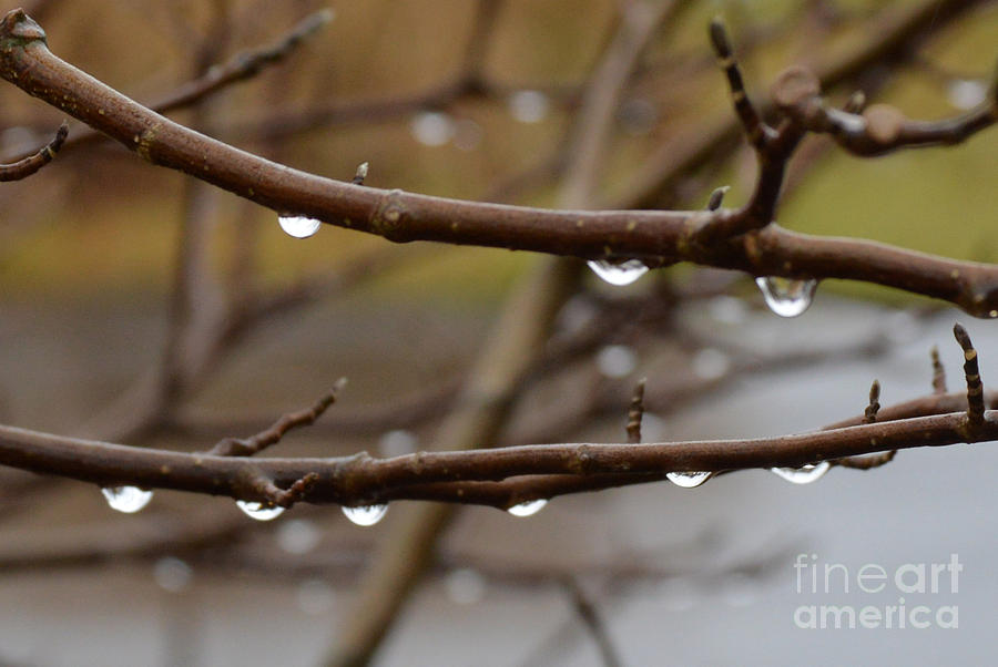 Rolling Raindrops One Photograph by Lynellen Nielsen